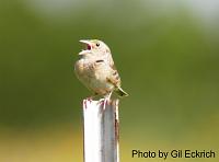 Grasshopper Sparrow May 07 Field Trip 066 